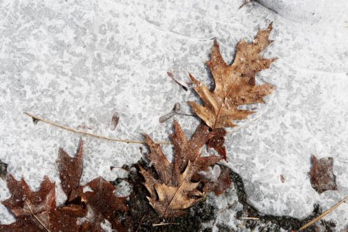 https   www.lifeofpix.com wp-content uploads 2016 04 Life-of-Pix-free-stock-leaves-ice-winter-LEEROY
